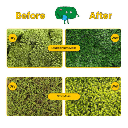DIY Moss Terrarium Kit, 4 * 4 * 4 inch Acrylic Cube Mini Garden with Live Star Moss, Soil, Endless Love-Craft Kit for Adults and Teens, Relaxing Desk Decor & Unique Gift for Home or Office