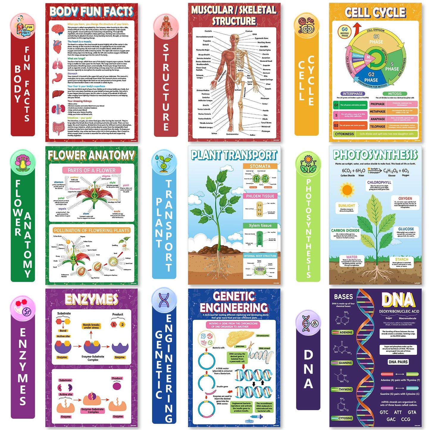 KIDS KING 18 Biology Posters for Classroom, 11x17 Inch Laminated Educational Life Science Posters for Middle & High School Decor - School Hallway, Bulletin Boards, Home Study Room