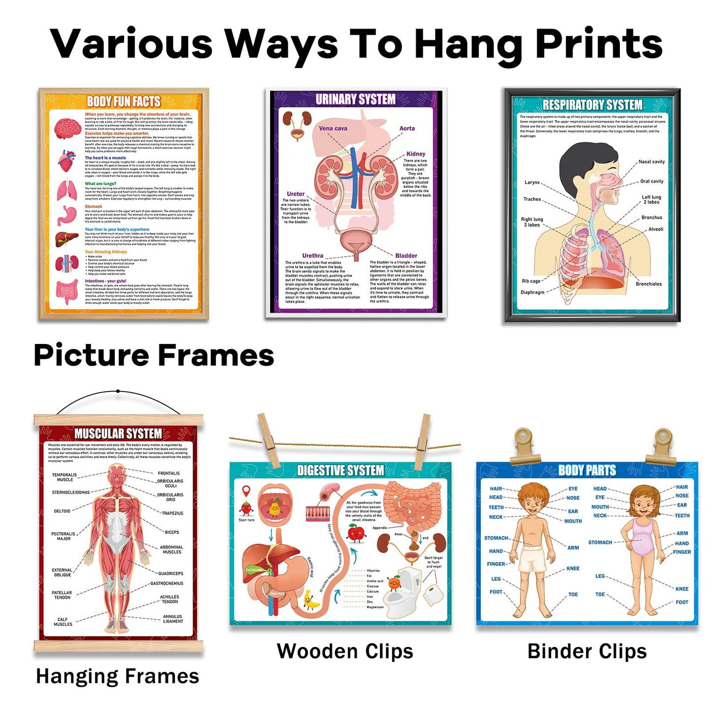 14Pcs Human Anatomy Posters Educational Learn Body Parts physiology study charts Wall Art Print Classroom Decorations for Kids Primary Middle High School Curriculum Homeschool Activity 11 x 14.7 In