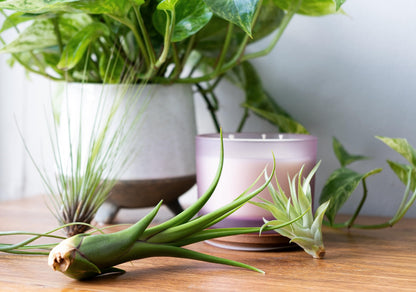 Tillandsia Air Plants Live Indoor Plants (100 Pack), Air Plants Bulk Party Favors or Wedding Favors Live Plants, Air Plant Lover Gifts, DIY Terrarium Kit, Air Succulents Plants Live by Plants for Pets