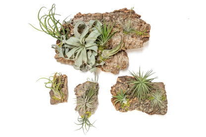 Air Plant Shop Fully Assembled Air Plant Cork Bark Displays - Wholesale and Bulk - Succulents - Live Tillandsia - Easy Care Indoor and Outdoor House Plants (Chunk)