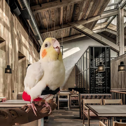 Bird Diapers with Bow Bird Harness Tuxedo Flight Suits with 80in Flying Leash Parrot Nappy with Waterproof Inner Layer Urine Wet Suite for Cockatiel Conure Parakeet Macaw Budgie-Red,XL
