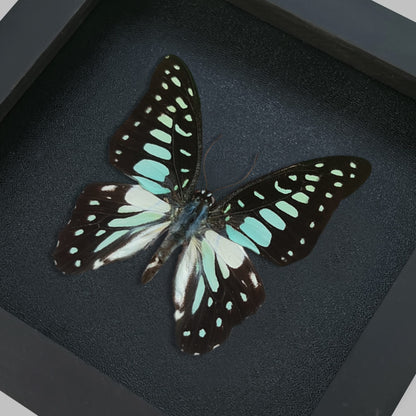 Real Butterfly Black Framed Butterflies Shadow Box Bug Wooden Insect Specimen Entomology Oddity Taxidermy Handmade Decor Wall Hanging K12-11-DE