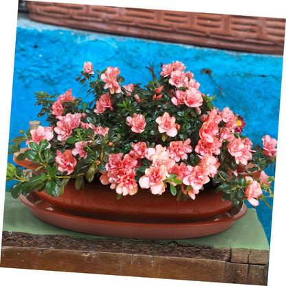 Garneck 1Set Large Oval Bonsai Planting Pot Oval Flower Pot with Tray Plastic Bonsai Planter for Large Flower Pot for Bonsai Trees