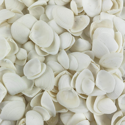 Worlds White Clam Cay Cay Sea Shells for Home Decorations, Party Wedding, DIY Crafts 8OZ