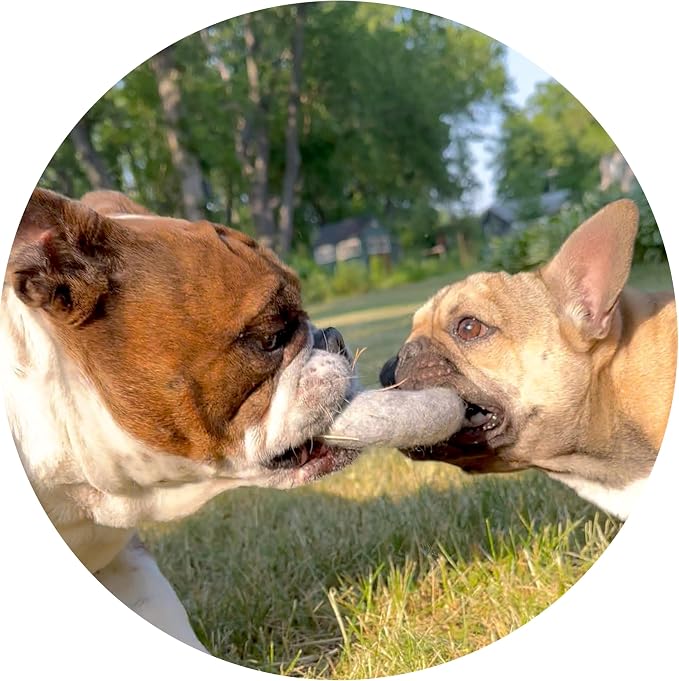 Wool Dog Ring Toy 2-Pack – Organic Eco Friendly Dog Rings for Small & Medium Dogs – Natural Non Toxic Dog Toys – Creature ECO