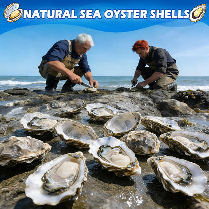 20Pcs Oyster Shells for Crafts,4"-5" Natural Large Flat Oyster Shells with Holes Drilled & Jute Rope for DIY Crafting, Sea Shells Ornaments Decoupage for Beach Home Decor Painting Chicken (20)