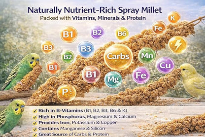 Farm to Feathers™ Bird Economy Millet & Cuttlebone Bundle – USA Grown Millet Sprays for Parakeets, Budgies, Cockatiels, Finches & Canaries – 9oz (Pack of 1) + 4” Cuttlebone (4 Pack)