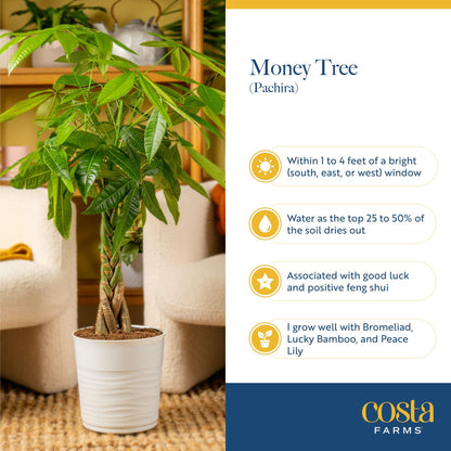 Costa Farms Money Tree Live Plant | 8-10 Inches Tall | Easy to Grow Indoor Houseplant in 2.5 Inch Plant Pot | Live Bonsai Home, Office, or Room Decor | Garden, Birthday, and Housewarming Gift