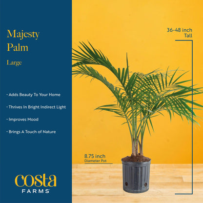 Costa Farms Majesty Palm Live Plant in Decorative Pot, Indoor Houseplant, Perfect for Home, Room, or Office Decor, Great House Warming or Birthday Gift, 3-4 Feet Tall