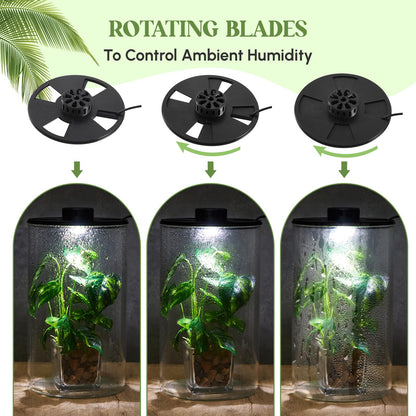 Maxdot Glass Plant Terrarium Kit with Light for Succulent, Moss, Miniature Gardening Landscape, Betta Fish Tank, Office Home Decoration, Plant Lovers Gifts(9.8 x 5.9 Inch)