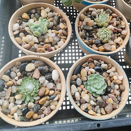 20LB Decorative River Rocks Gravel - 2/5" Mixed Color Gravel for Vase Filling, Flower Pot Paving. Gravel for Garden Decoration,Landscaping,Aquarium Aquascape Gravel, Fish Tanks Gravel(8-12MM)