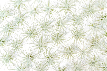 Air Plant Shop 25 Pack Rare Tectorum Ecuador Air Plants - Unique, Bright White, Nursery-Grown Tillandsia House Plant with Fuzzy Trichomes for Terrariums, Driftwood & Living Walls - Wholesale