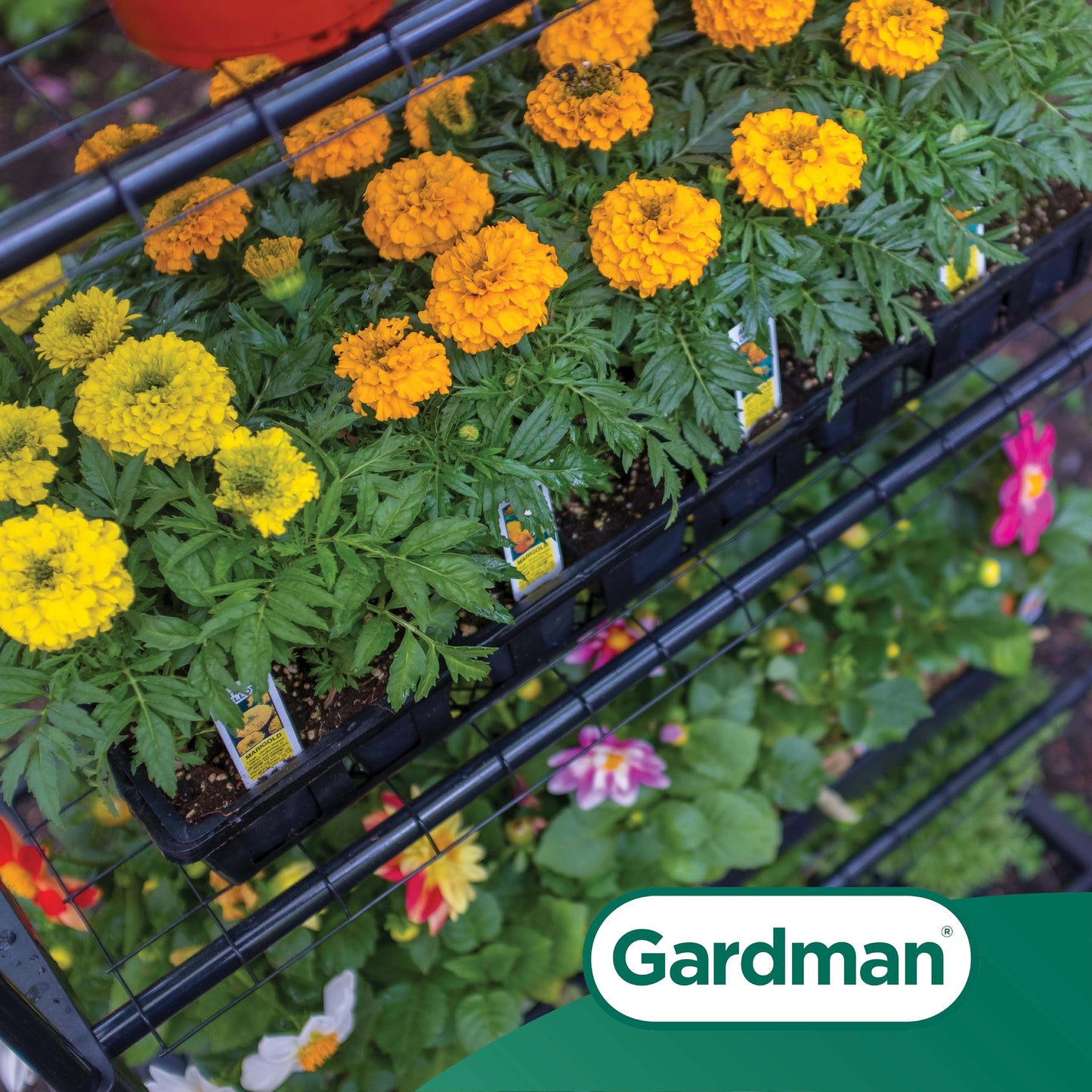 Gardman R687 4-Tier Mini Greenhouse, 27" Long x 18" Wide x 63" High Black