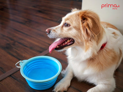 Sale Collapsible Silicone Water Travel Bowl with Clip for Dog and Cat, Portable and Durable Pop-up Feeder for Convenient On-The-go Feeding Size: Large (5 Cups) Grey