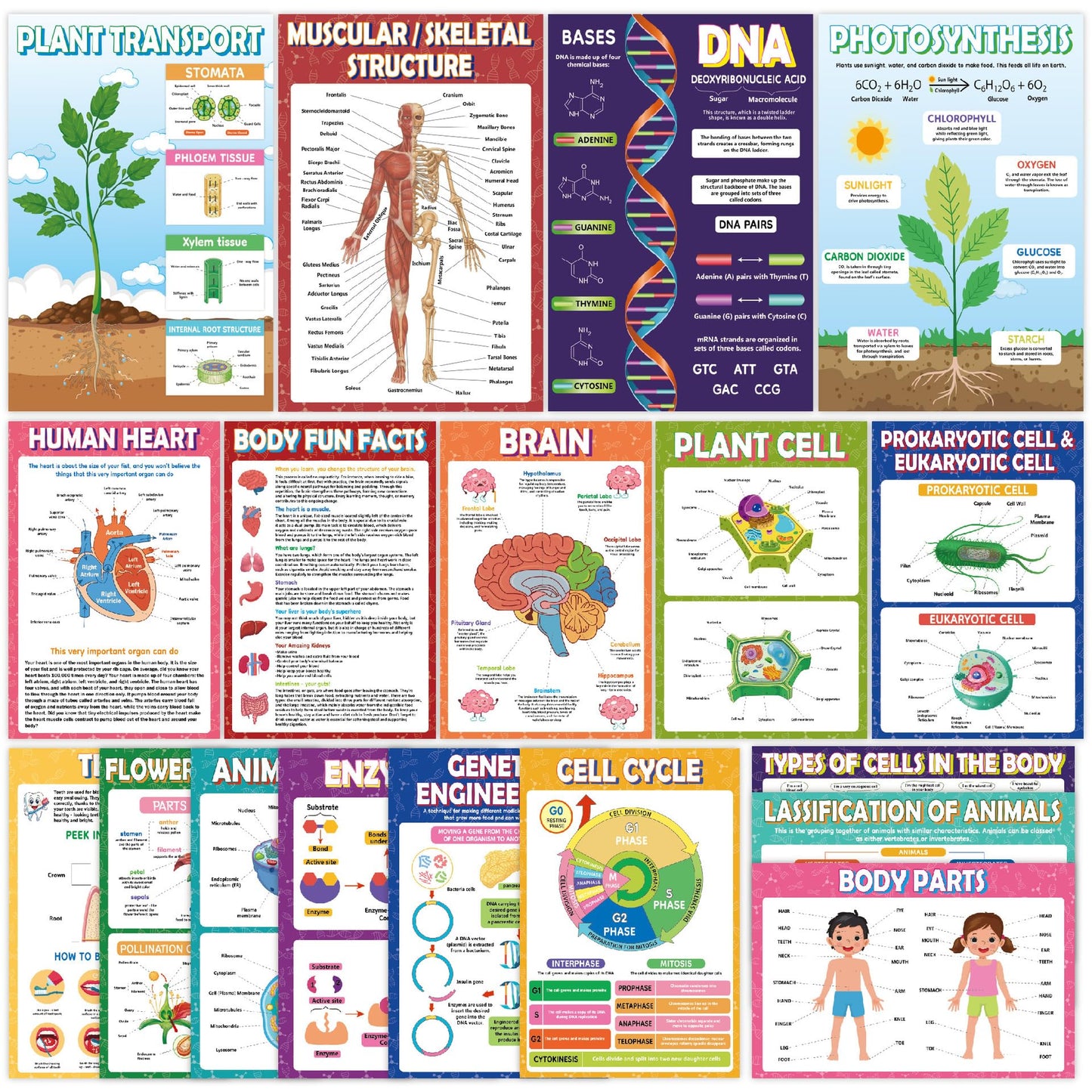 Sruchy 18 Biology Posters for Classroom, 11x17in Botany Human Life Science Educational Posters for Homeschool and Classroom Decor - Clinic Office, Home Washroom, Biology Lab, Teaching Gifts