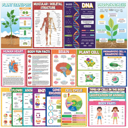 Sruchy 18 Biology Posters for Classroom, 11x17in Botany Human Life Science Educational Posters for Homeschool and Classroom Decor - Clinic Office, Home Washroom, Biology Lab, Teaching Gifts