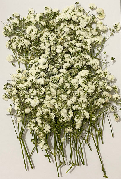UOKWIWI 100 pcs White Baby's Breath Real Natural Dried Pressed Flowers for Resin Art Craft DIY Making Wedding Card Home Party Decor