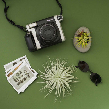 Air Plant Shop 5 Pack Rare Tectorum Ecuador Air Plants - Unique, Bright White, Nursery-Grown Tillandsia House Plant with Fuzzy Trichomes for Terrariums, Driftwood & Living Walls - Wholesale