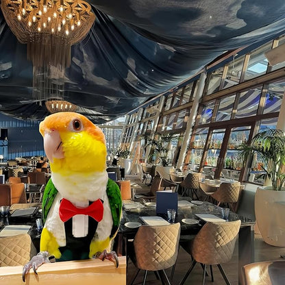 Bird Diapers Bird Harness Tuxedo Flight Suits with 80in Flying Leash Parrot Nappy with Waterproof Inner Layer Urine Wet Suite for Cockatiel Conure Parakeet Macaw Budgie-Black,M