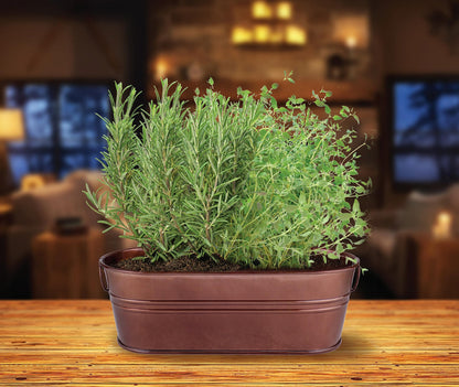 BUZZY Seeds Indoor Herb Garden Kit | Grow Rosemary and Thyme with Non-GMO Seeds | DIY Windowsill Planter Starter Set for Kitchen Countertop, Indoor Gardening, Holiday Gift, Home Decor