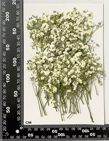 UOKWIWI 100 pcs White Baby's Breath Real Natural Dried Pressed Flowers for Resin Art Craft DIY Making Wedding Card Home Party Decor