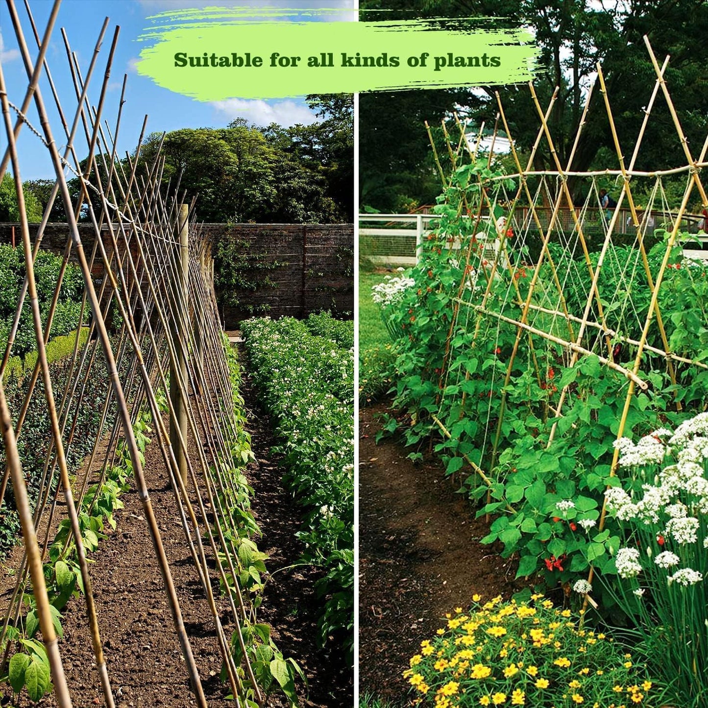 Jollybower 1/2" D 4 Feet Bamboo Stakes 50 Pack, Thicker Heavy-Duty Plant Stakes, Natural Garden Stakes for Bean, Tomato, Bean, Flowers,Trees Potted and Climbing Plant Support