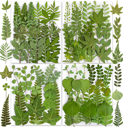 85PCS Real Dried Pressed Leaf Leaves, YouthBro Green Nature Plant Herbarium Set for DIY Jewelry Candle Soap Vase Making Nail Card Scrapbook Art Craft Floral Decors,28 Styles Green Mixed
