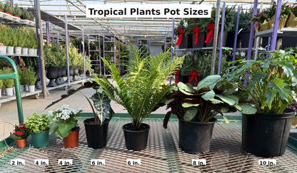 RedCrocus - Chinese Fan Palm–Livistona chinensis–Tropical Indoor Plant 15 Gallon