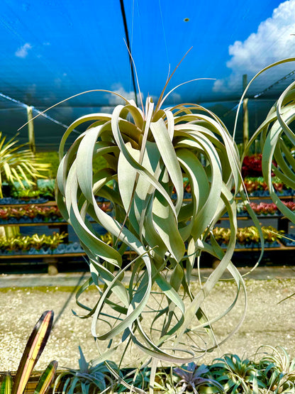 ragnaroc Live Air Plant - Tillandsia Xerographica, Jumbo 6-9” – 1 ct - Ideal for Gifts & Presents, Live Indoor Plants & Live House-Plants – Live Plants for Home décor