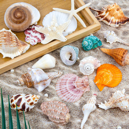 JQAQJU Sea Shells Mixed Beach Seashells 20 Kinds, 1.5"-5.5" Various Sizes Large Ocean Shells Conch 2 Kinds Natural Starfish for Decorating Beach Theme Party Fish Tank Filling Home Decor Wedding