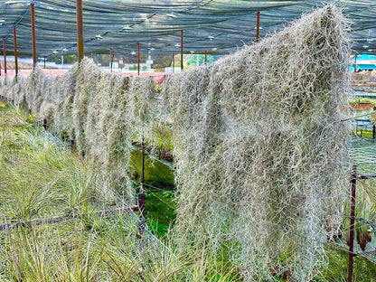 ragnaroc Tillandsia Usneoides ‘Thick-Colombian Spanish Moss’ - ragnaroc Indoor Tropical Plant 16” / 1 oz - Live Arrival Guaranteed - Live Air Plant & House Plants for Home Decor & Gift