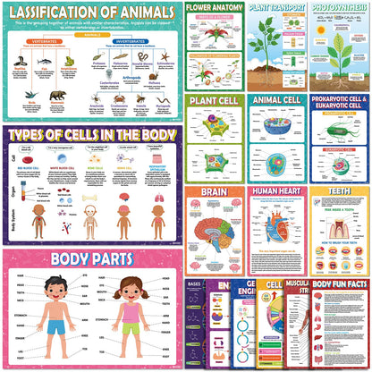 KIDS KING 18 Biology Posters for Classroom, 11x17 Inch Laminated Educational Life Science Posters for Middle & High School Decor - School Hallway, Bulletin Boards, Home Study Room