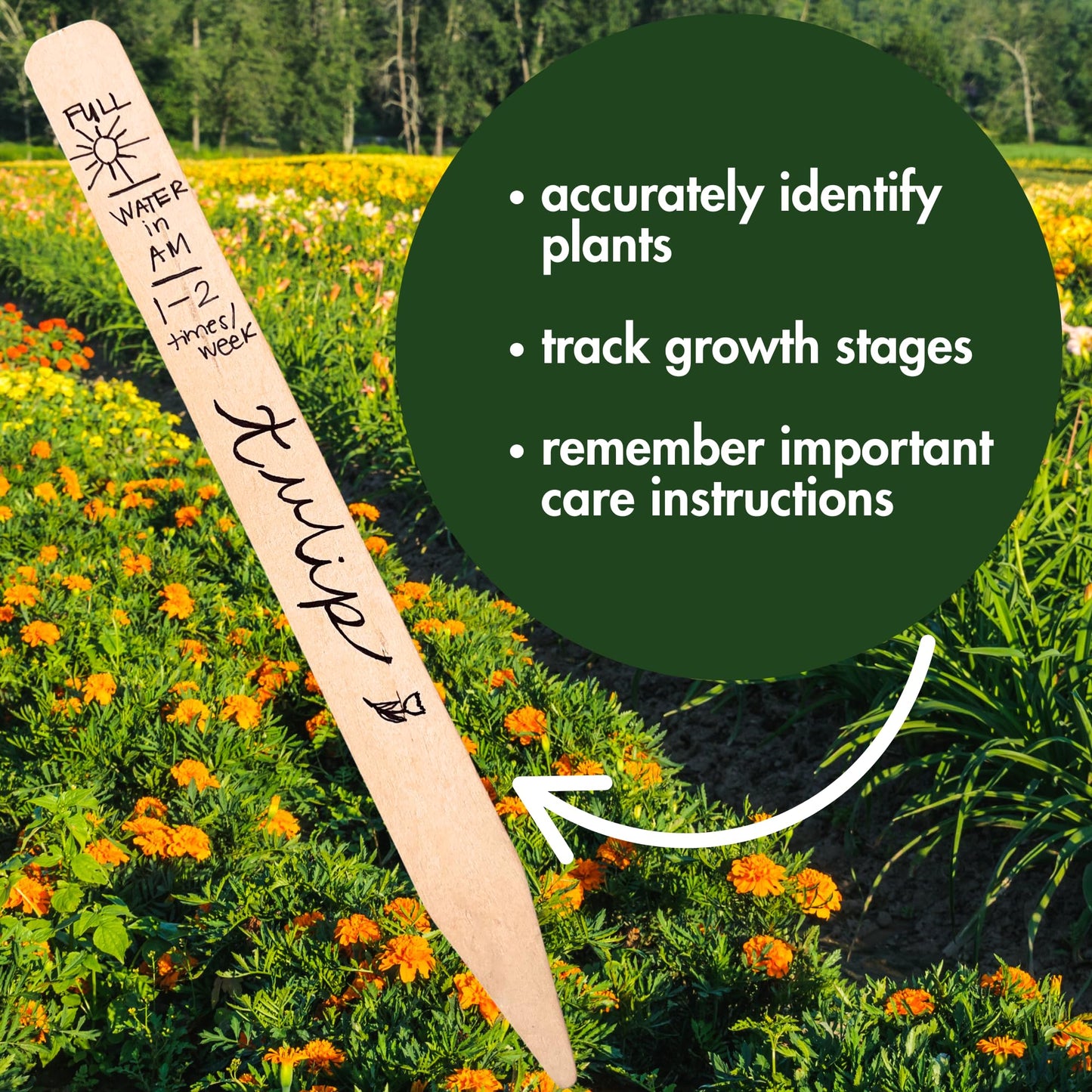 100% Natural Wood Plant Markers - 12 Inches Tall - for Field and Garden Use - Eco-Friendly & Sustainable Plant Identification - Made in USA - (Pack of 25)