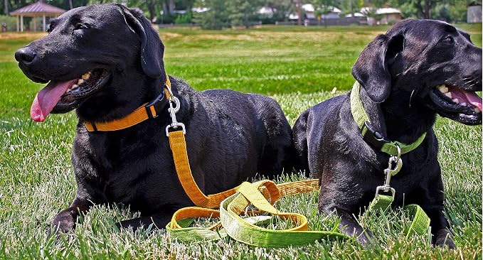 Hemp Corduroy Dog Collar - No Pattern (1" Large, Plum)
